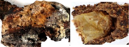 Diospilus dispar
